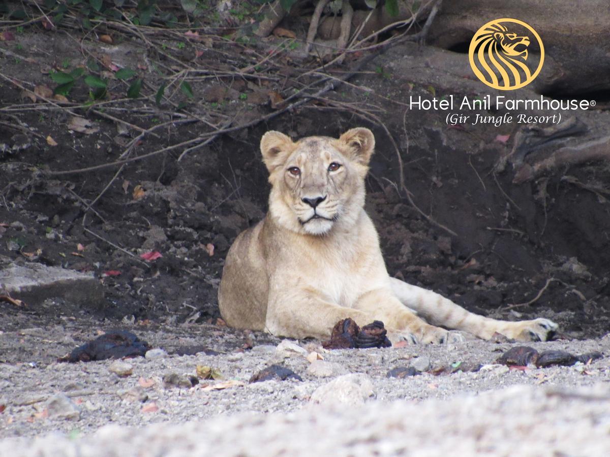 Hotel Anil Farmhouse Gir Jungle Resort Sasan Gir Bagian luar foto