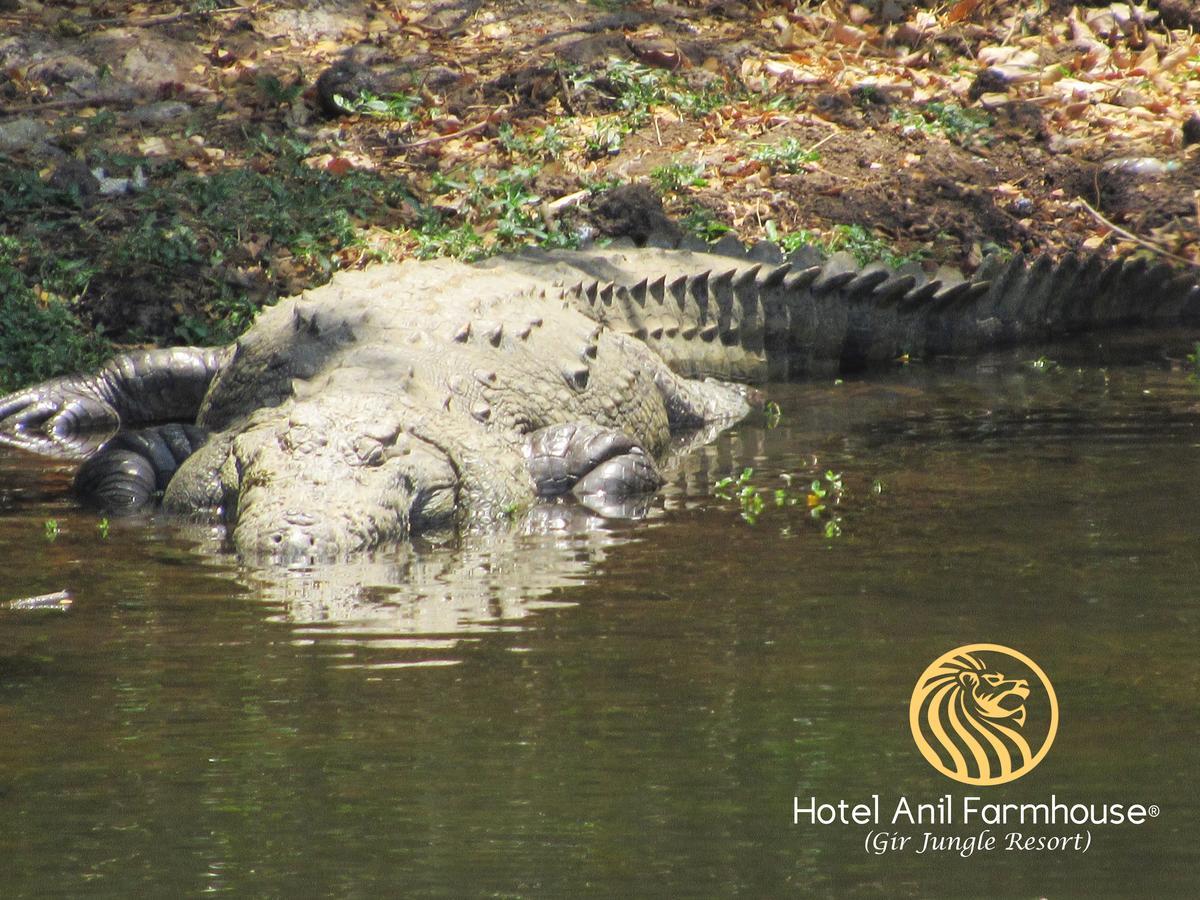 Hotel Anil Farmhouse Gir Jungle Resort Sasan Gir Bagian luar foto